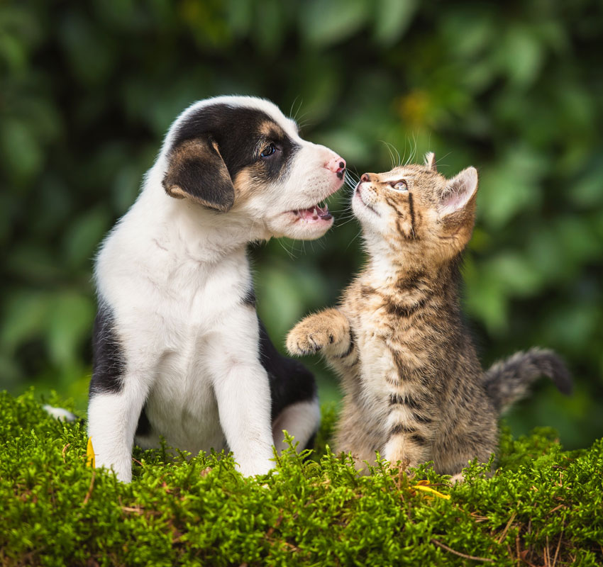 Little puppy playing with a little tabby kitten - Image