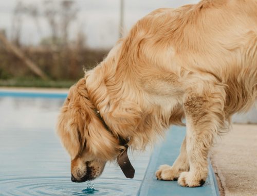 Diabetes in Dogs: What to Expect After Diagnosis