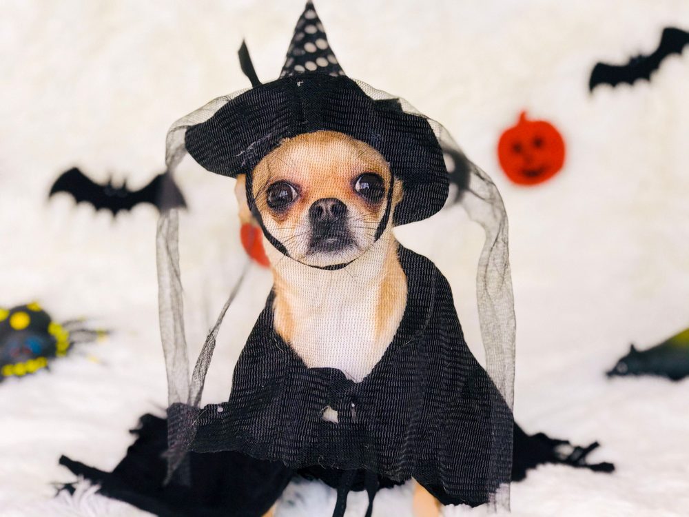 Chihuahua in a witch hat and cape