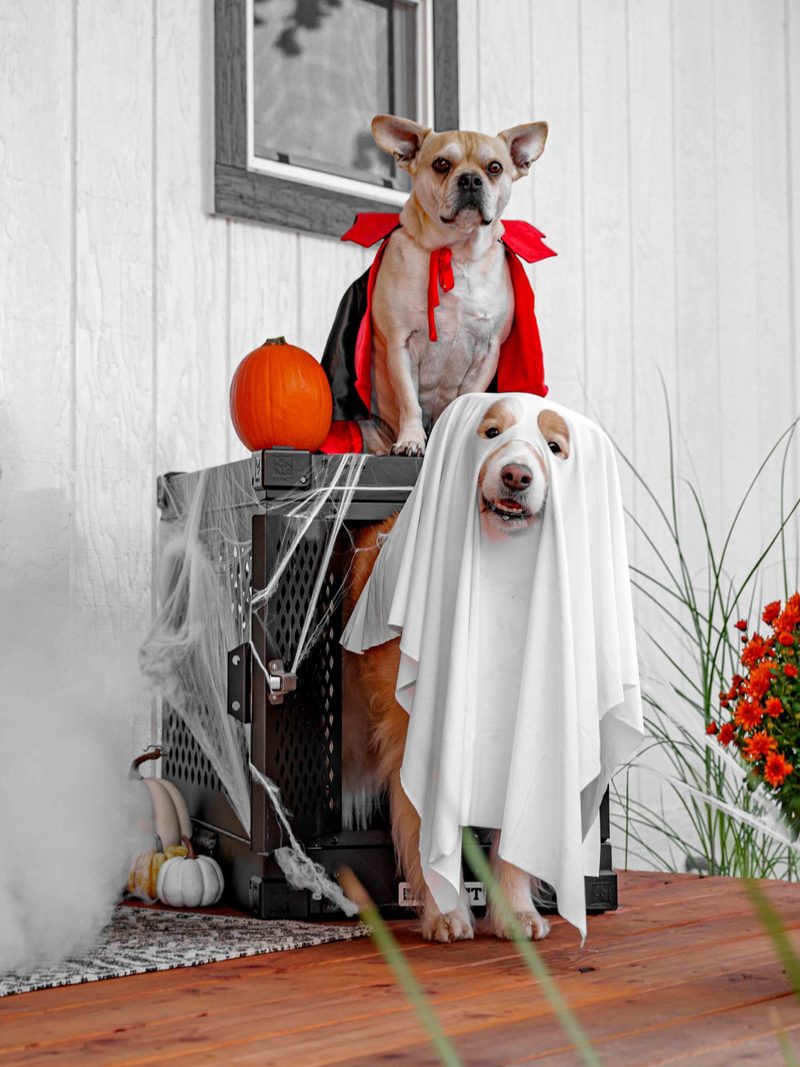 Two dogs in vampire and ghost costumes on a decorated porch