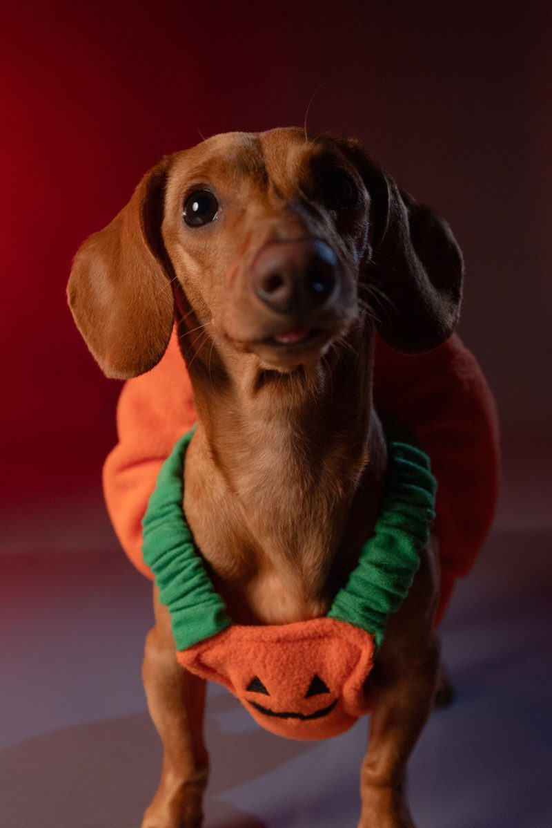 Dachshund wearing a pumpkin costume