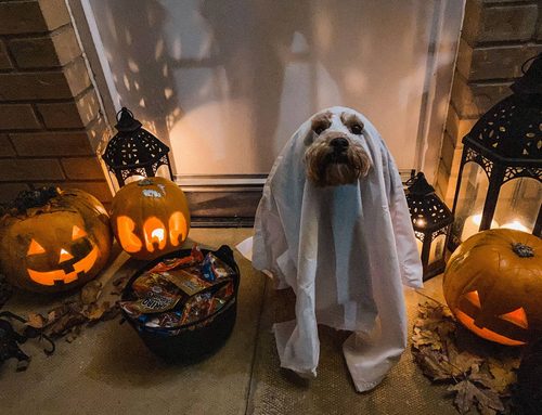 Halloween Candy & Pet Safety: What Every Dog and Cat Owner Should Know