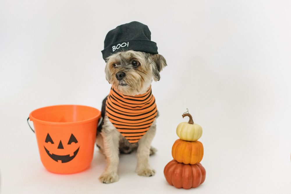 Small dog in a BOO hat beside a jack-o’-lantern candy bucket