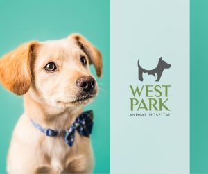 New Puppy Veterinarian