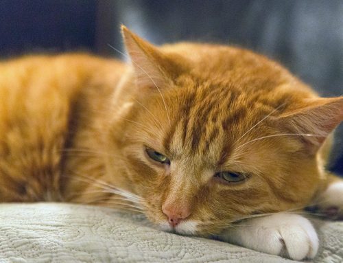Assessing Your Pet’s Quality of Life: A Guide for Pet Parents