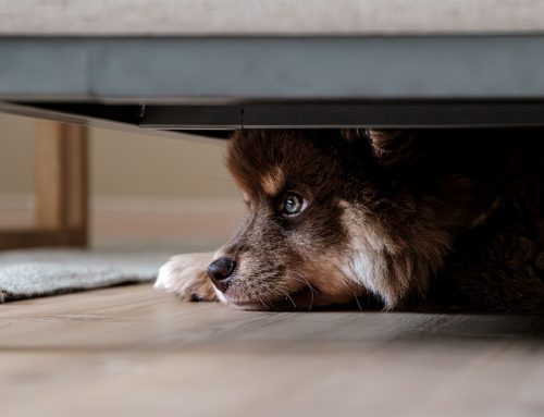 Storm Phobia in Dogs and Cats: Helping Pets Feel Safe During Thunderstorms
