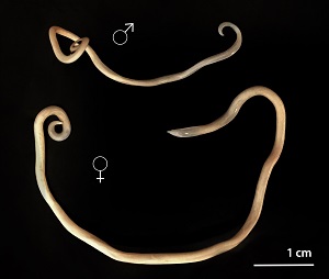 Veterinary images of roundworm