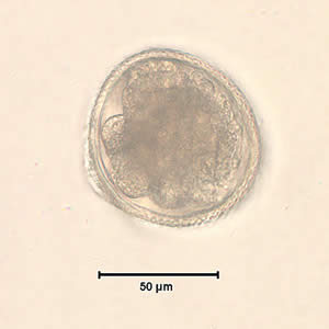 Veterinary roundworm