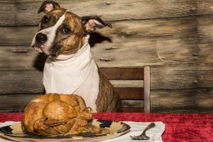 What your Dog can Eat on Thanksgiving from a veterinarian in Westchase