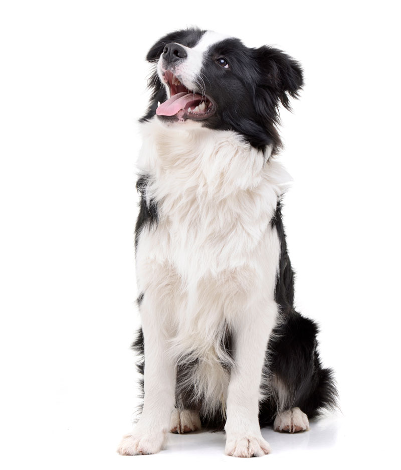 Studio shot of an adorable Border Collie sitting on white background.